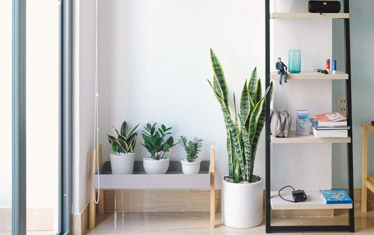 Incorporating Biophilic Design Into Your Home by DeCasa Collections