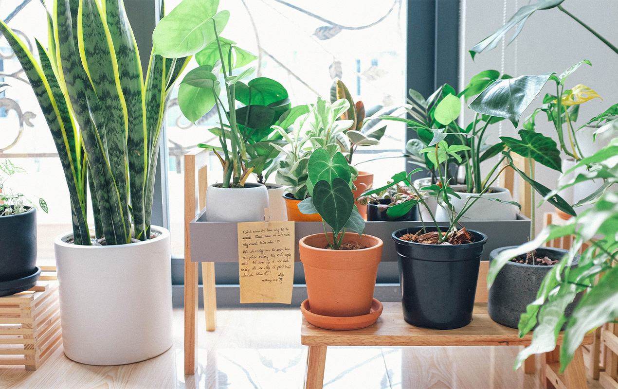 Home interior with different indoor plants