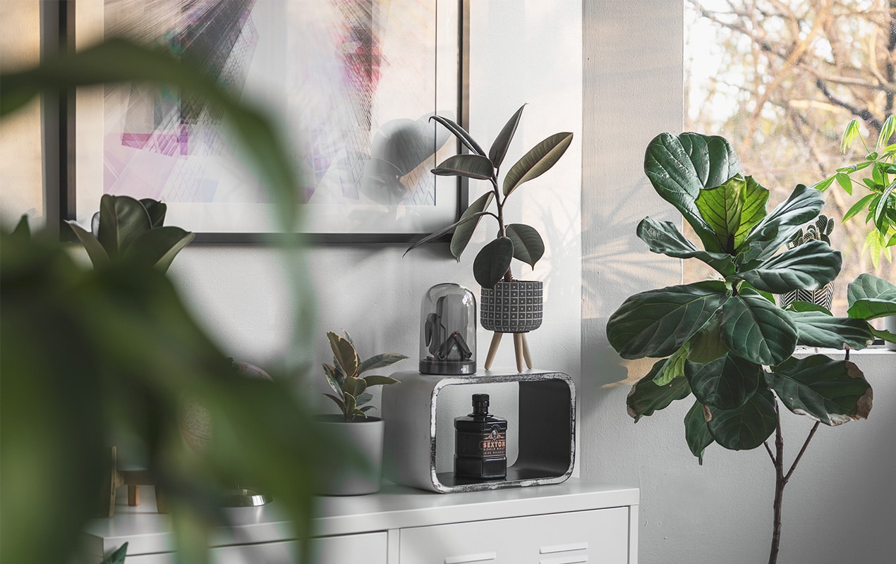 Indoor plants and ornaments on a chest of drawers