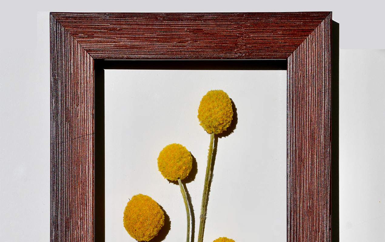 Pressed yellow flowers in a frame