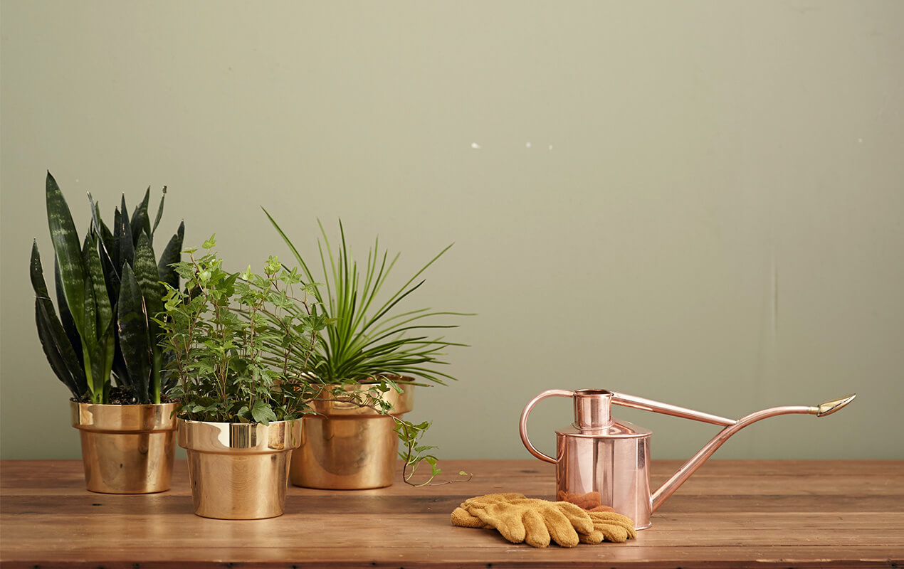 Indoor plants in gold pots with a watering can