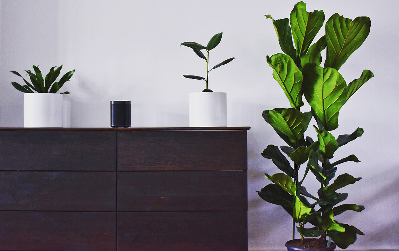 Decorating With Plants by DeCasa Collections