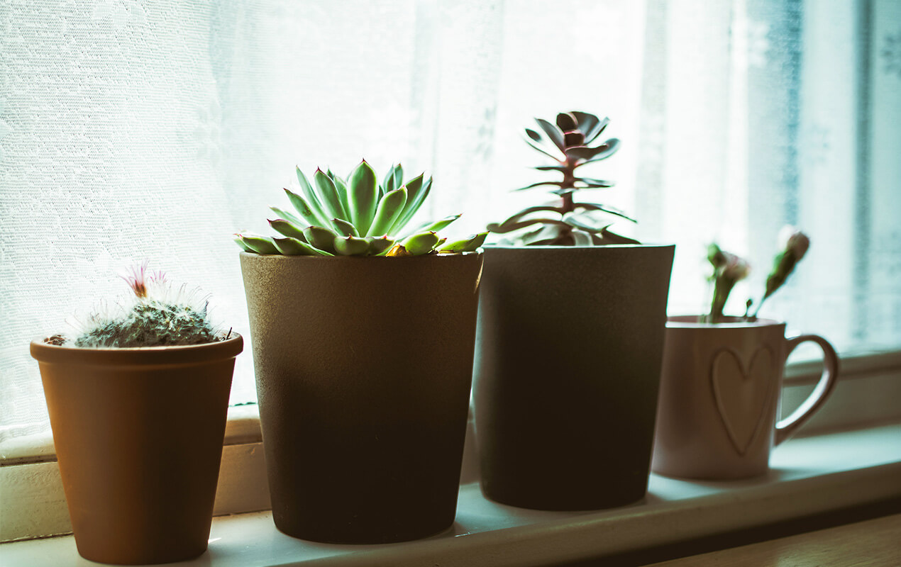 Indoor plants on a window sill