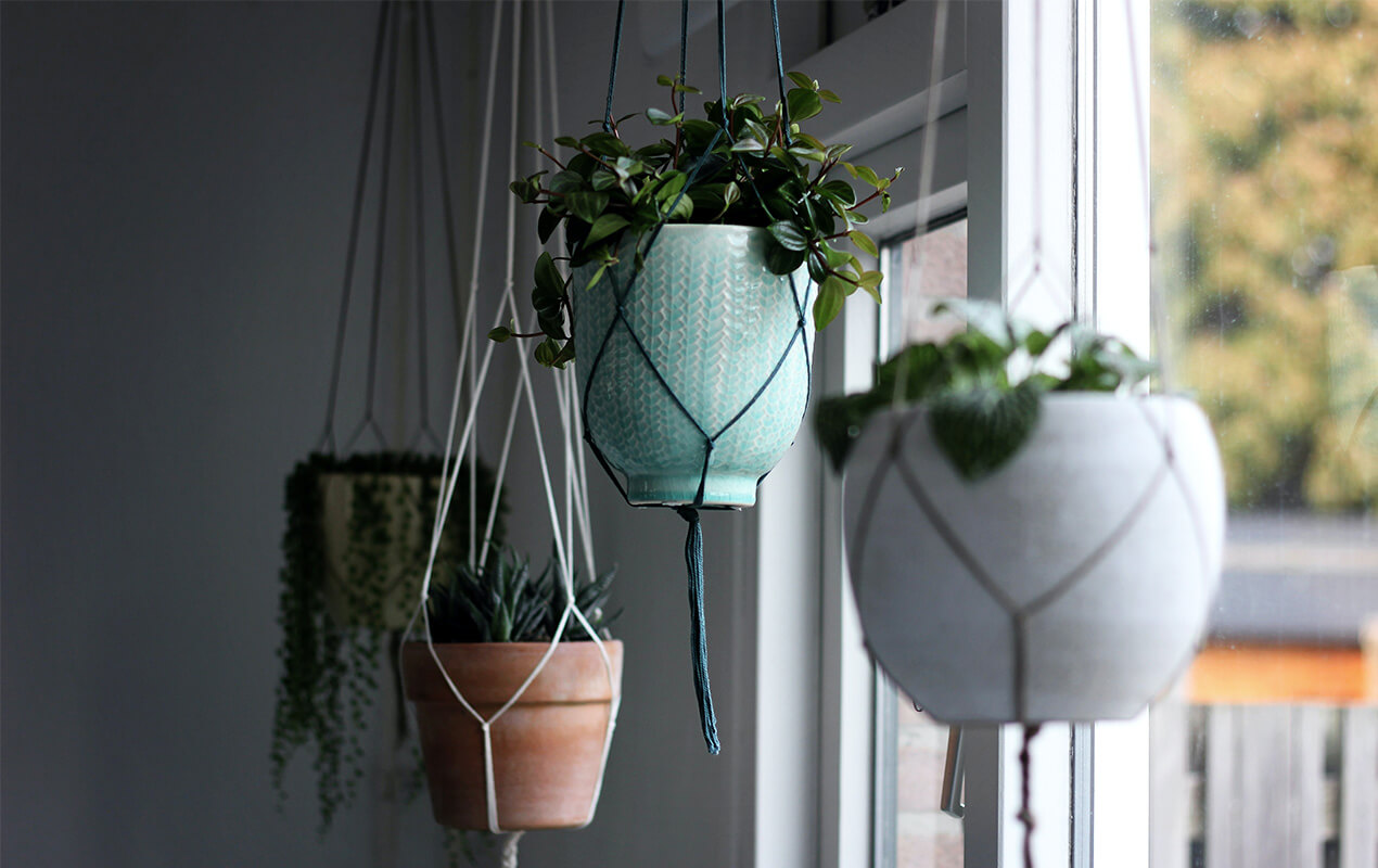 Indoor plants in pots hung from the celine