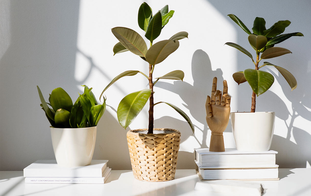 Potted plant decor for aStress-Free Sanctuary