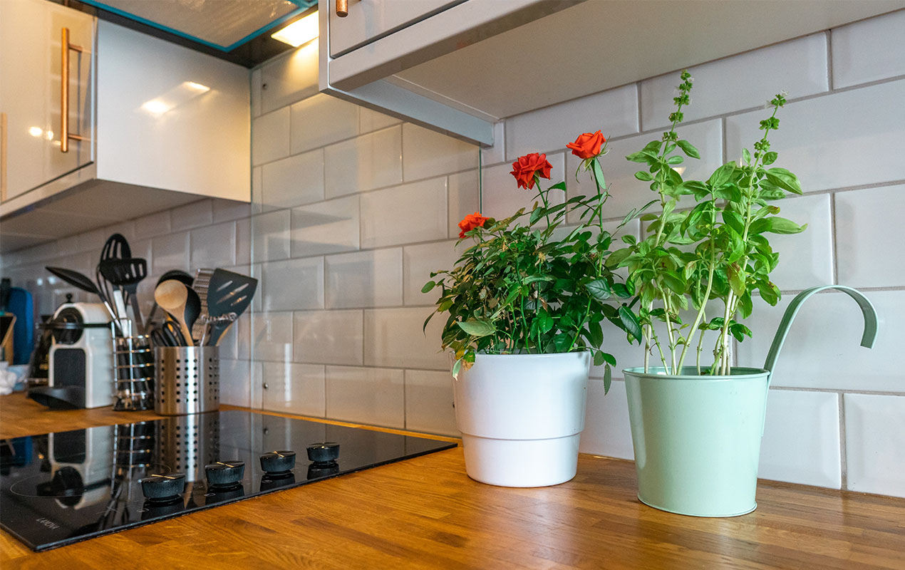 Indoor plants on a kitchen countertop