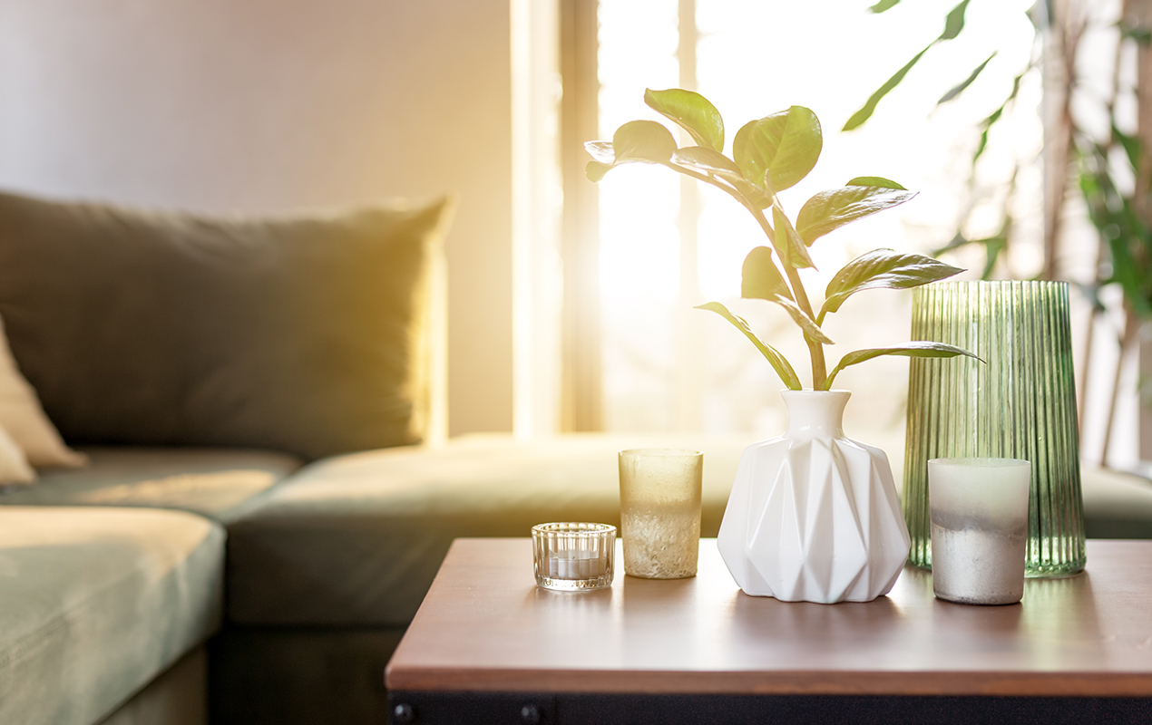 Enhancing Your Ambience with Zamioculcas and Stylish Coffee Table Decor