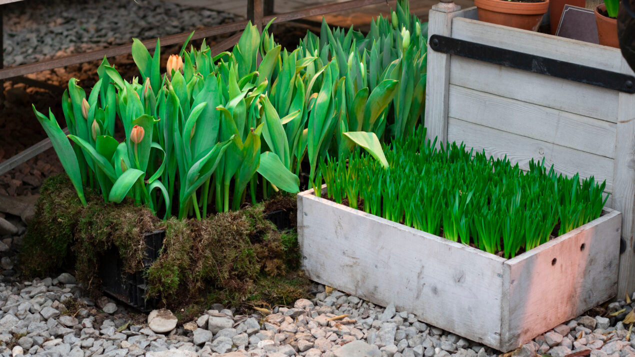 Ready for planting tulips in wooden box in corner of garden with, green decorative plants on pebble, Horizontal banner. Hobby and gardening. Spring flowers