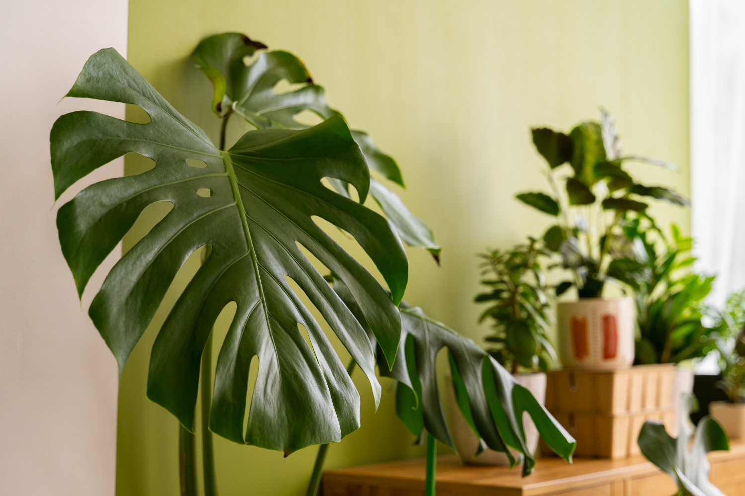 The swiss cheese plant