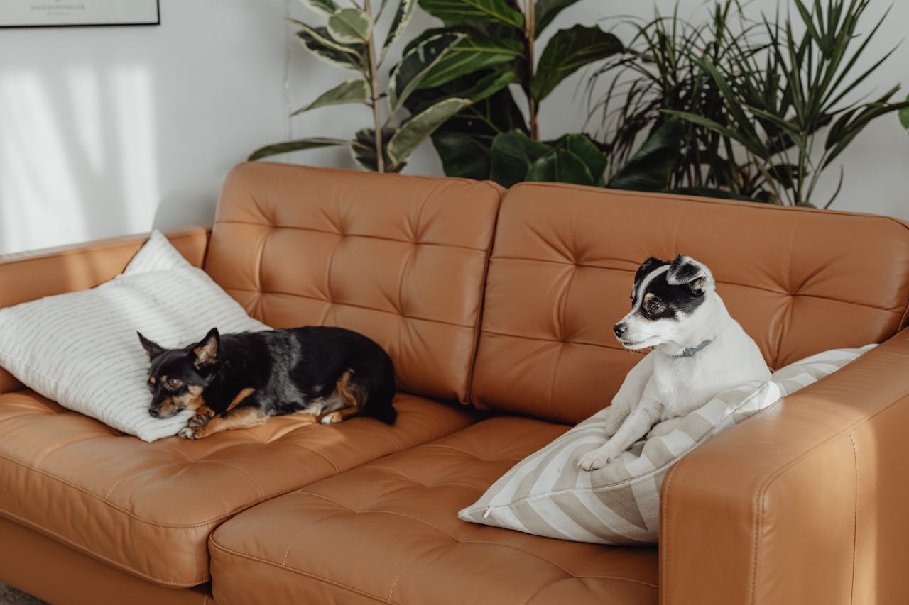 Guide to Decorating Your Pet's Room: Create a Cozy and Stylish Space for Your Furry Friend