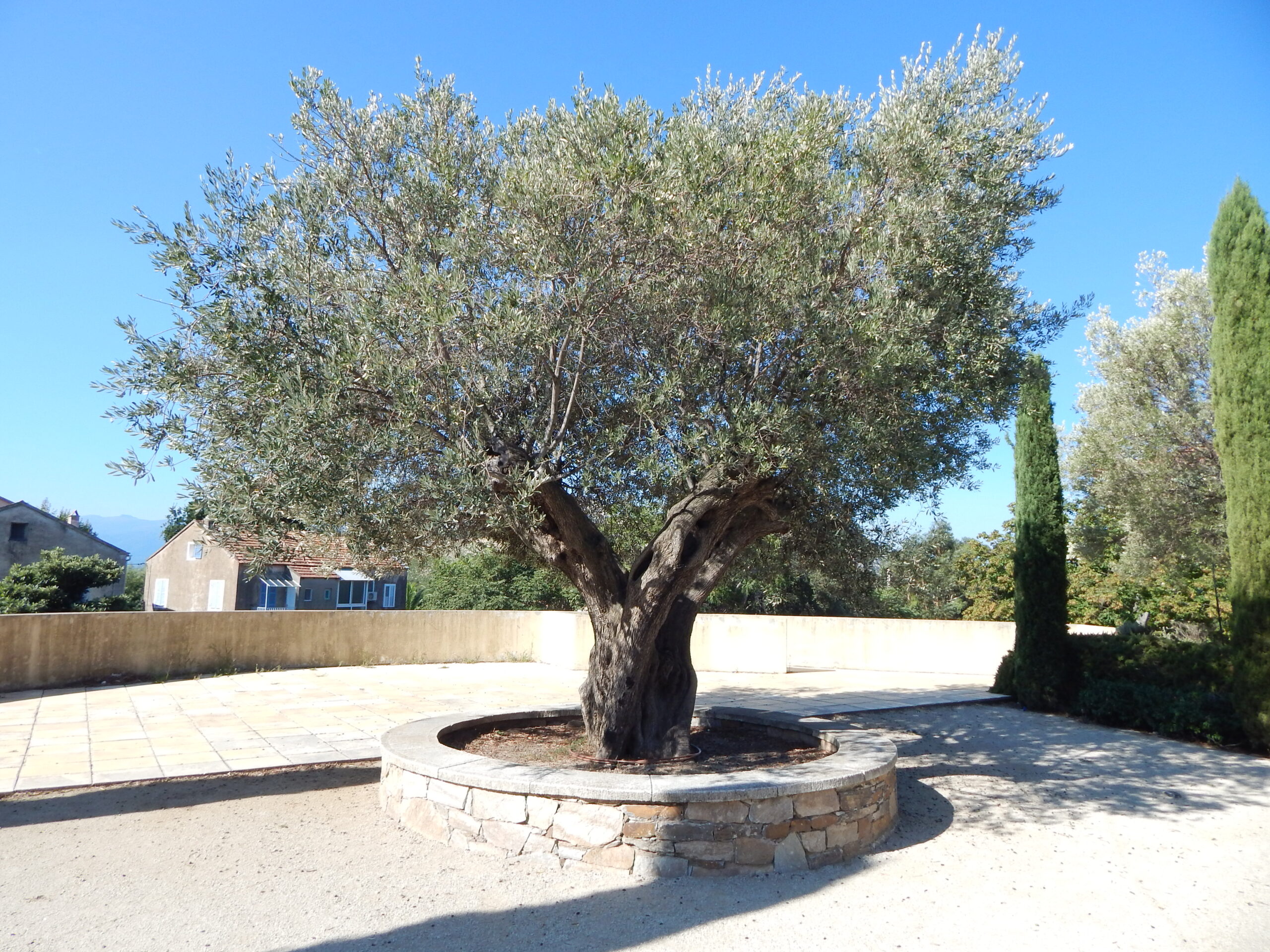 A Complete Guide to Tree Care with Simply Tree
